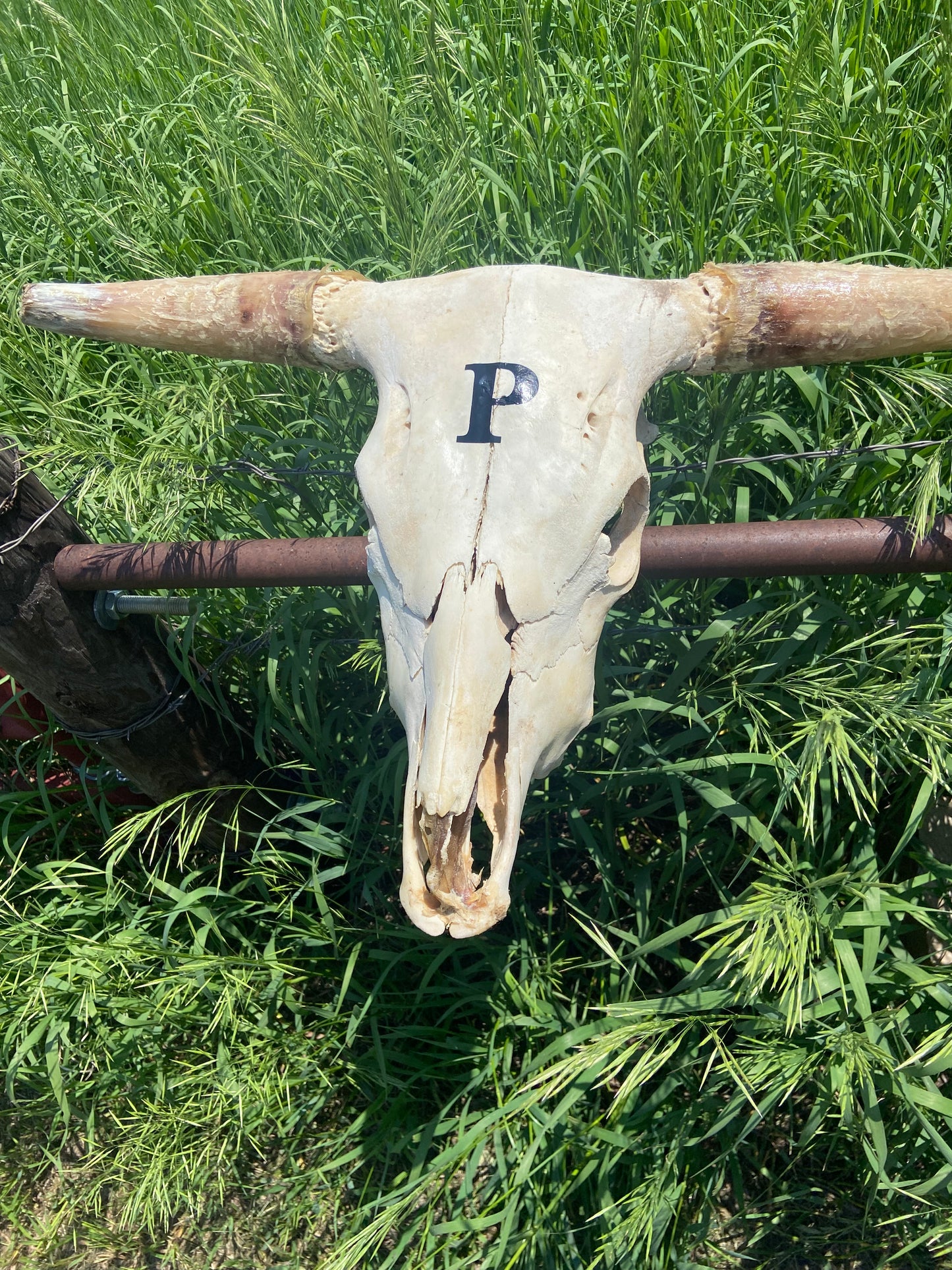 Custom Cow Skull